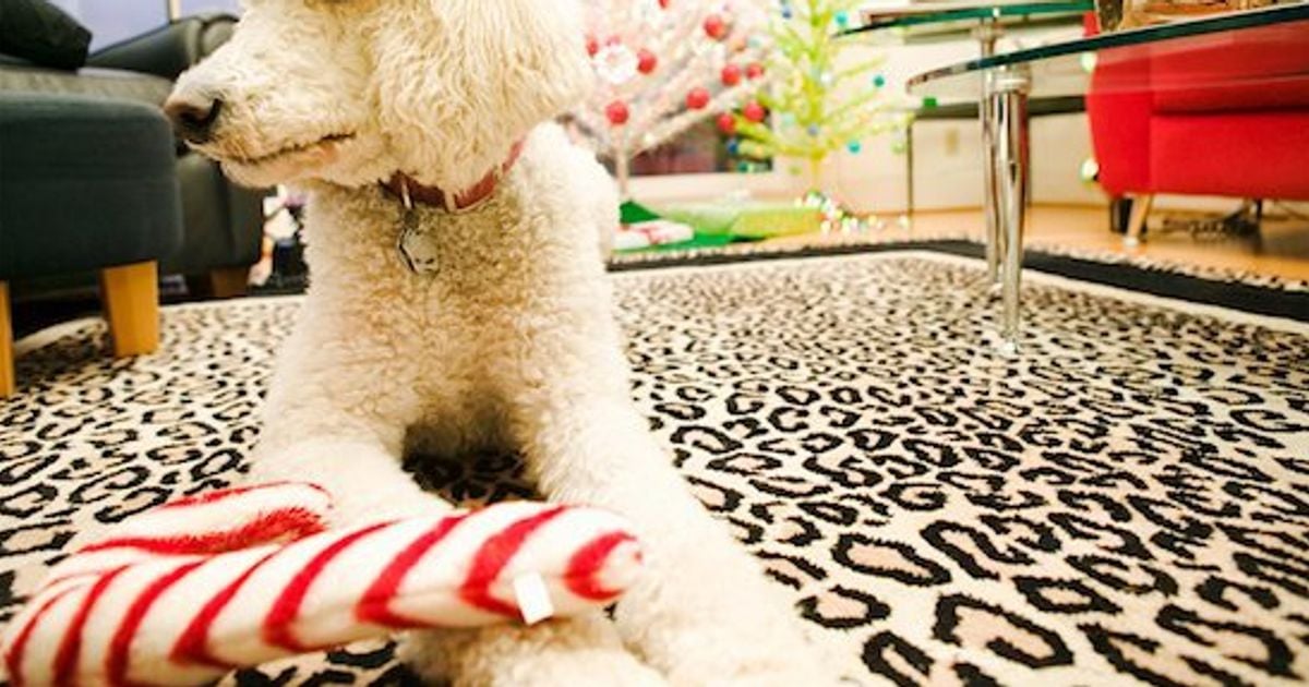 Is pet insurance really worth it? Chatelaine