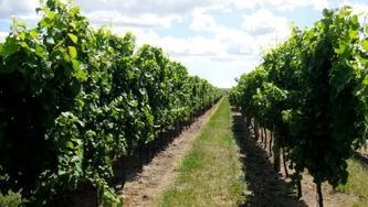 Experiencing Niagara wineries: Top five wine and food pairings