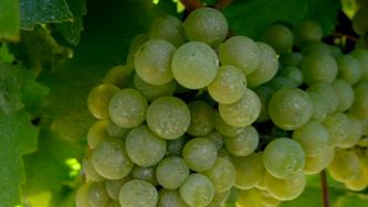 How I learned to love Chardonnay