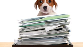 Why pets at work may not be such a bad thing