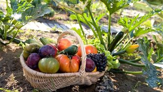 A cook's garden: A review of my first season