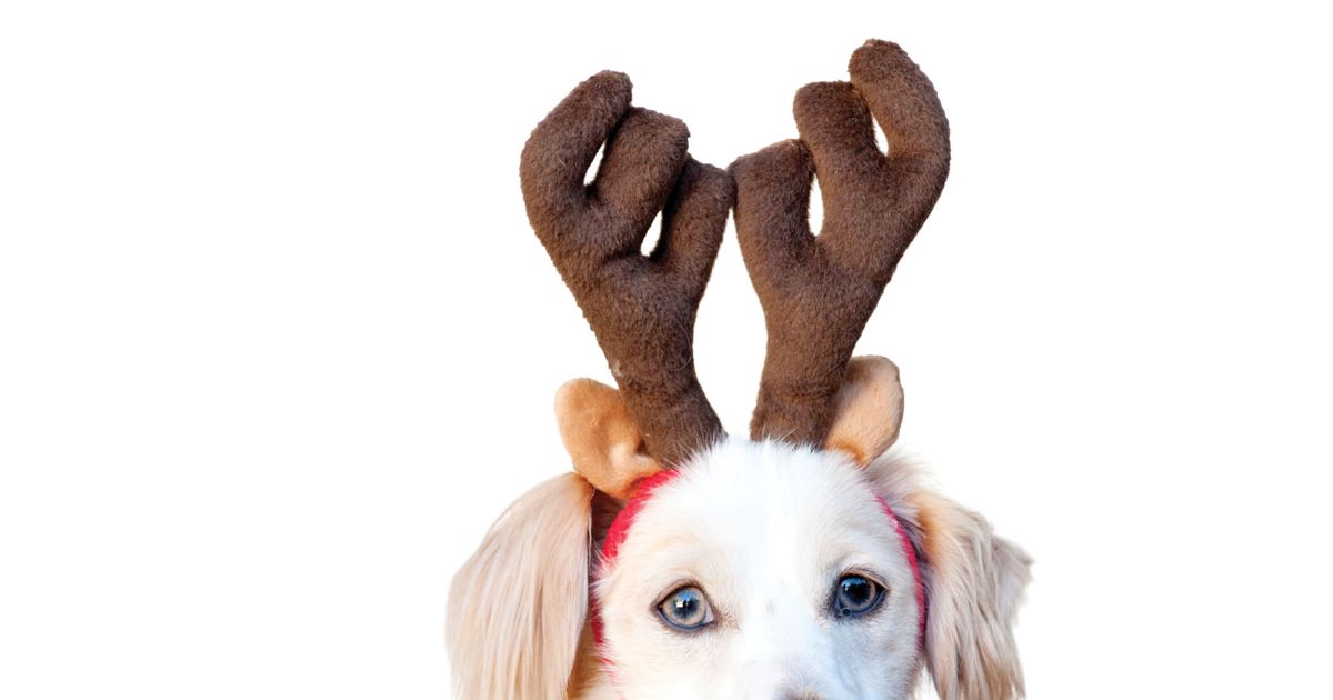 Five fun holiday season activities Chatelaine