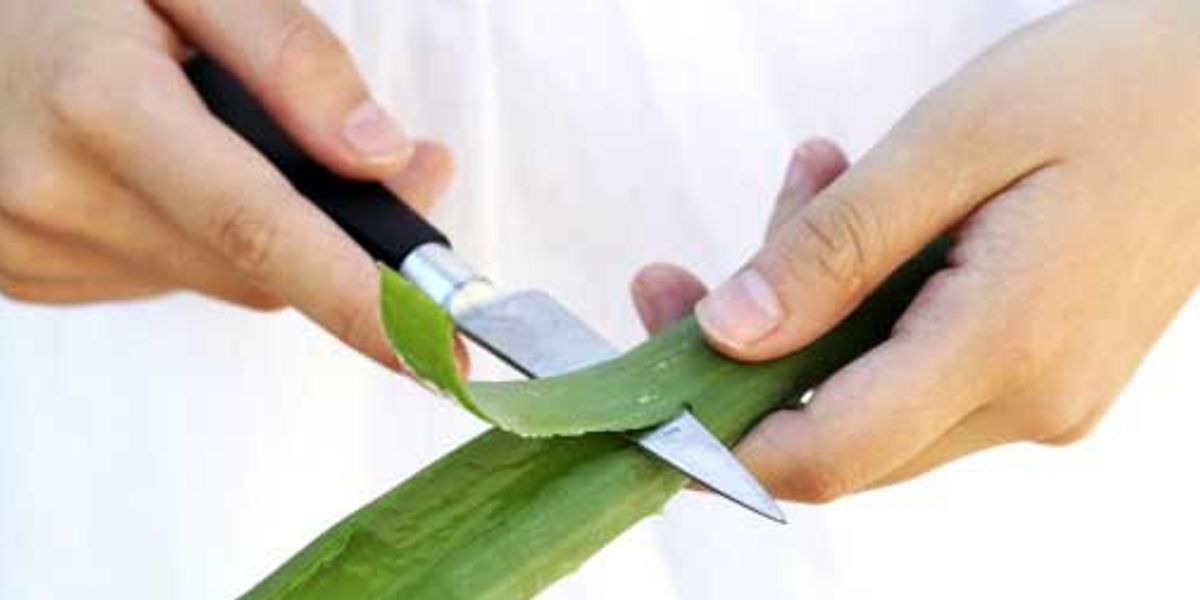 aloe vera fr augen Aloe Vera Augenpads | Nalora | reduziert Augenringe & Schwellungen |  erfrischt mde Augen | feuchtigkeitsspendend | glttet feine Linien |  khlender Effekt | sanft & sicher fr alle Hauttypen