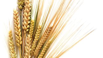 Why is everyone going gluten-free?