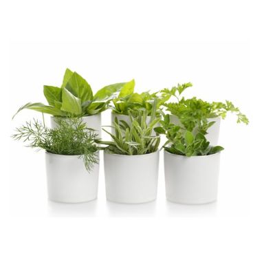 5 Popular Herbs And How To Keep Them Fresh For Way Longer