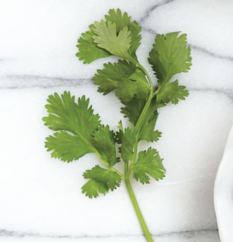 CIlantro