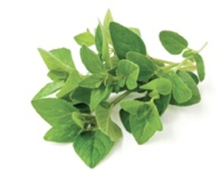 Oregano