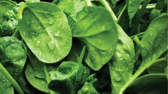 Is eating your greens bad for the environment?