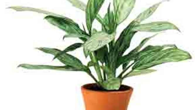 Six low-maintenance plants to brighten up any room