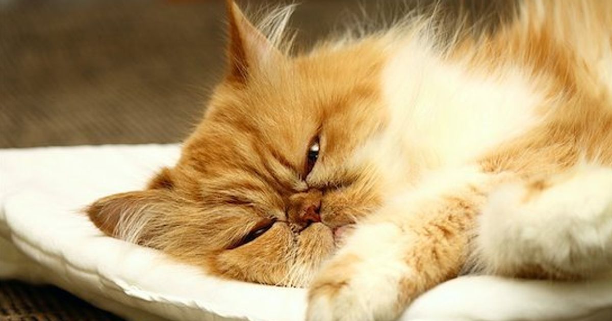 Can cats hear well? Study finds they can, they just don't listen