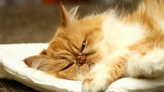 Study finds cats can hear you, they just choose not to listen