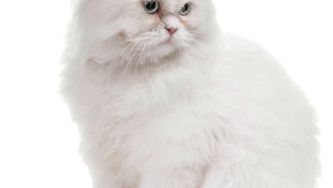 Best pet grooming products