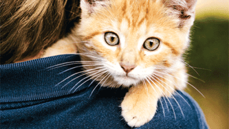 Four tips for a new cat owner