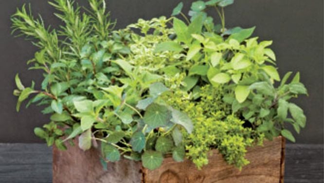 How to make an indoor herb garden in 3 steps