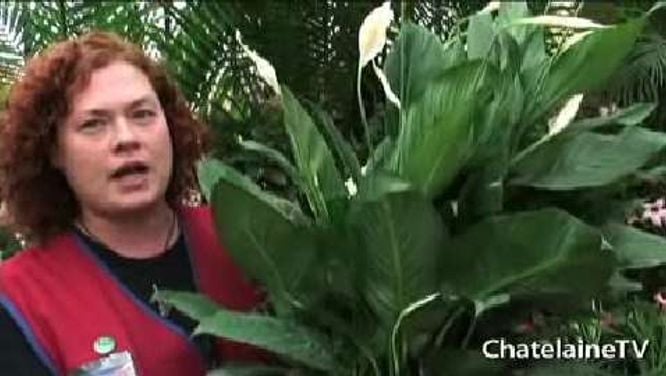 How to plant a garden in a small space