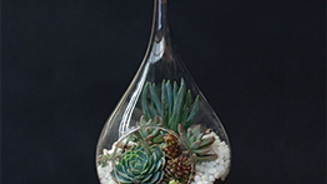 How to make a teardrop terrarium in 3 steps