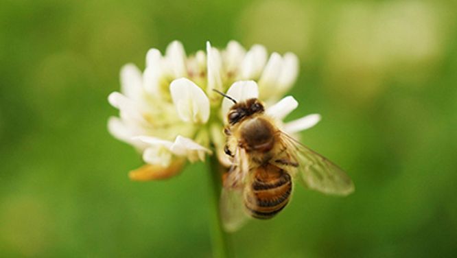 Help save the bees with these gardening tips