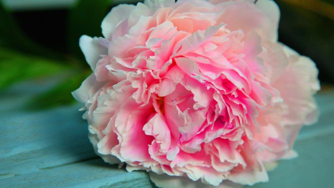 What To Do Now To Get Gorgeous Peonies Next Year