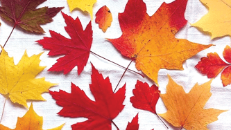 Why is everyone drinking maple water?