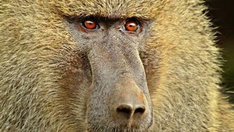 5 things we learned from the Toronto Zoo's baboon coup