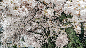 9 bursting blooms to make you believe spring is coming