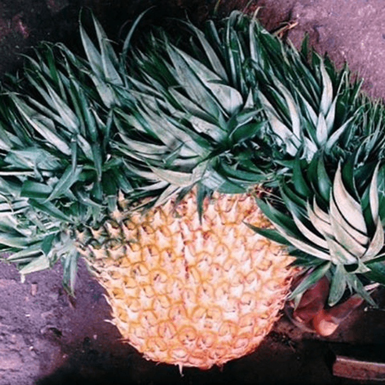 Good gourd! Produce so ugly it's beautiful