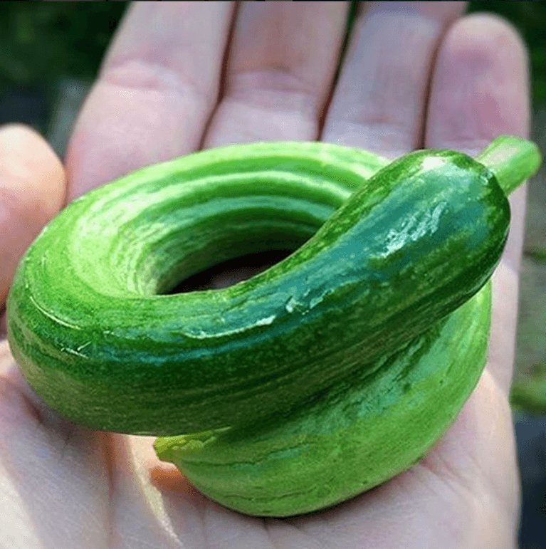 Good gourd! Produce so ugly it's beautiful