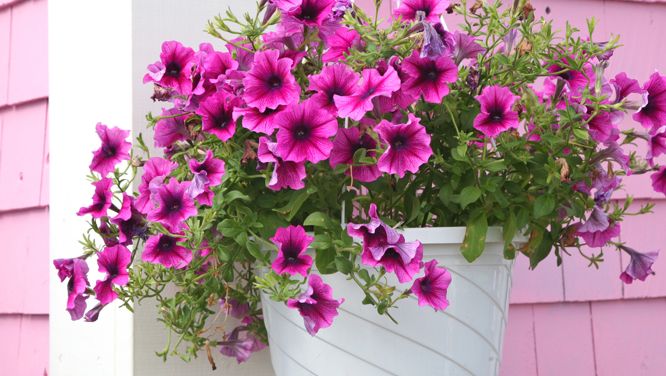 How To Plant Stunning Hanging Baskets And Containers