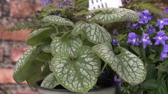 Plants that grow well in the shade