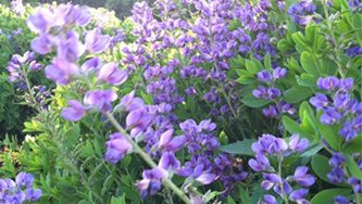 10 drought-tolerant plants for your garden