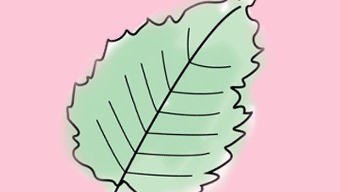 How to diagnose—and heal!—sad, sick plants