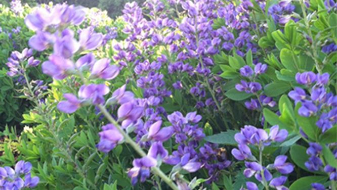 10 drought-tolerant plants for your garden