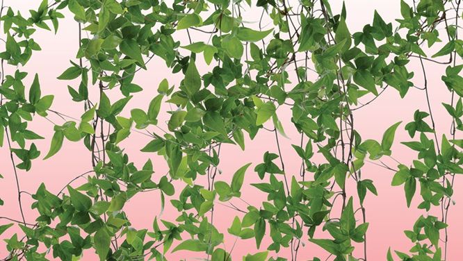 10 aggressive plants to keep out of your garden