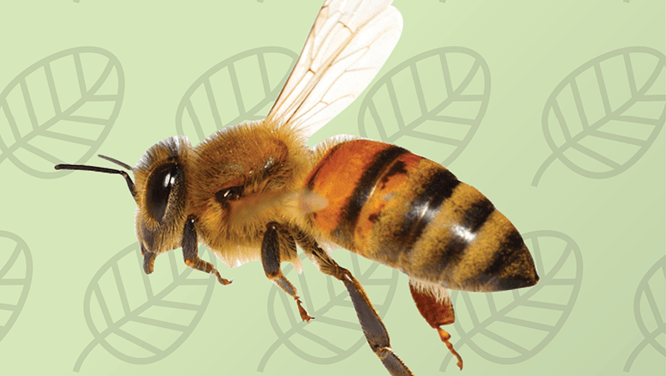 10 flowers to attract bees and butterflies
