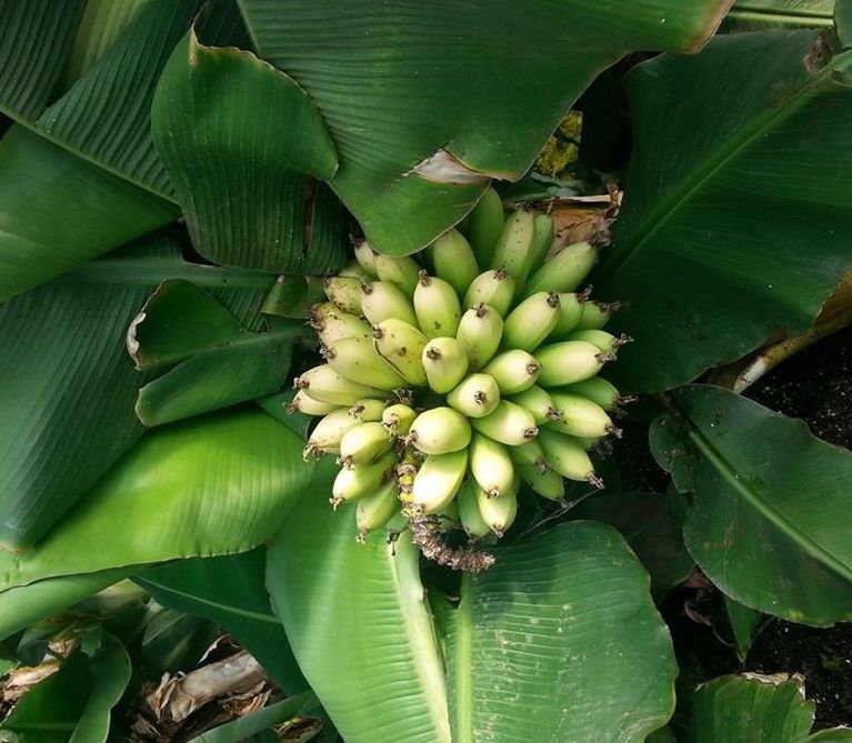 Dwarf lady finger bananas, produced at Canada Banana farms in Blyth, Ontario.