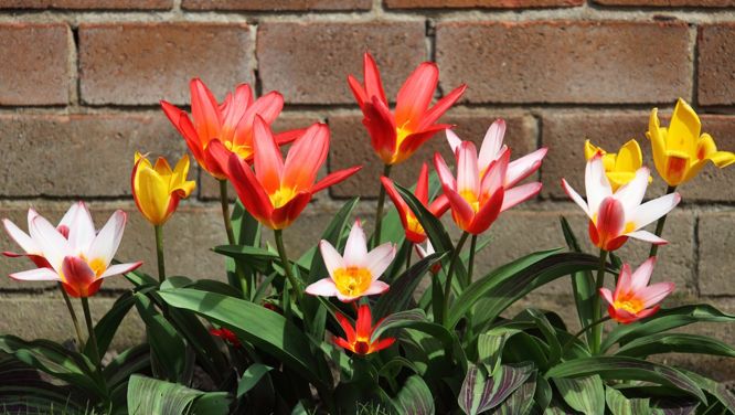 6 Bulbs To Plant Now For Flowers Next Spring