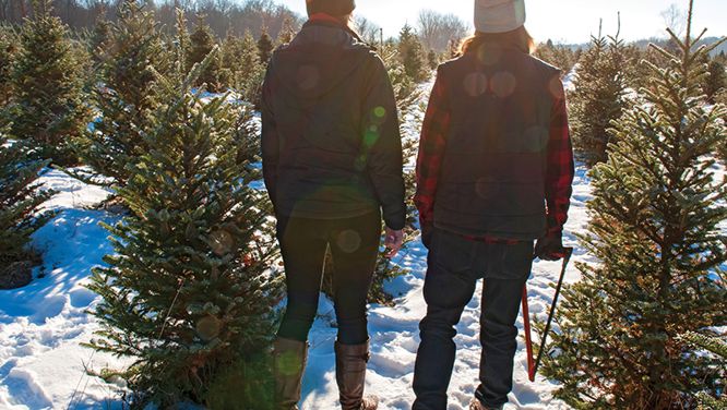 What kind of Christmas tree should you buy?