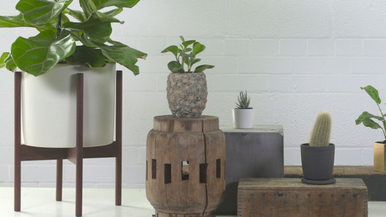 How to care for the 5 trendiest houseplants (and the best pots to use) -  Chatelaine