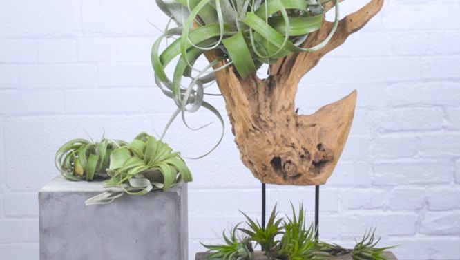 How to plant and care for air plants