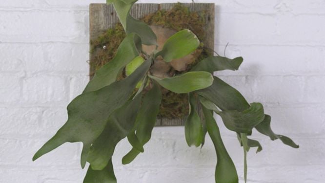 How to mount and care for a staghorn fern
