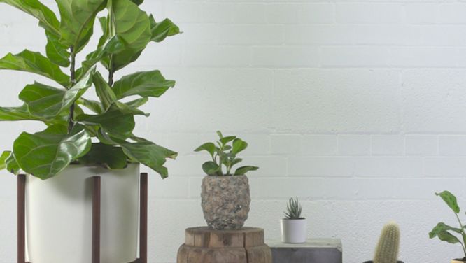 How to care for the 5 trendiest houseplants (and the best pots to use)