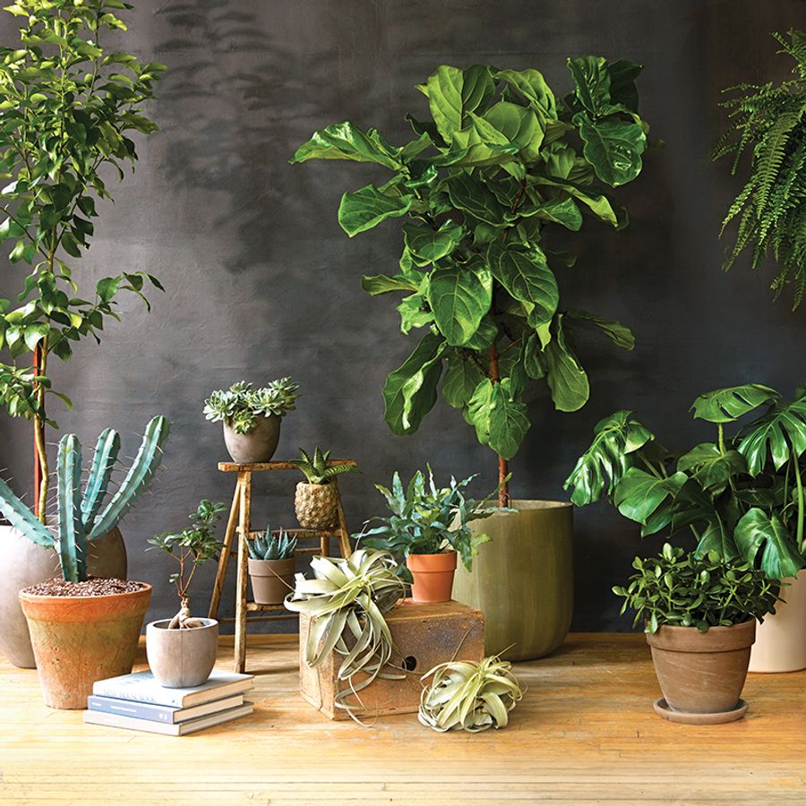11 gorgeous, super-low-maintenance indoor plants - Chatelaine