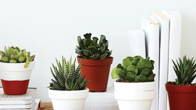 How to plant and care for succulents: Simple tips to keep yours thriving
