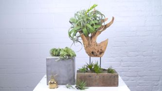 How to plant and care for air plants