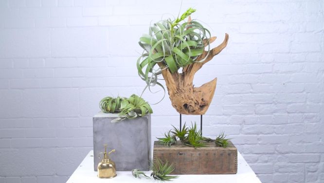 How to plant and care for air plants