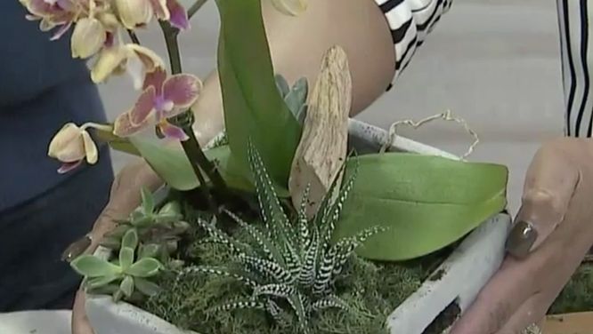 How to style and make your own planter using a dormant orchid