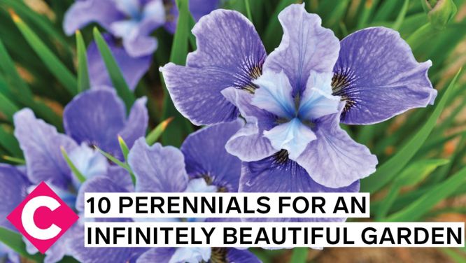 10 perennials for an infinitely beautiful garden