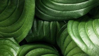 Everything You Need To Know About Green Beauty Products