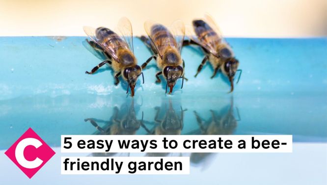 5 easy ways to create a bee-friendly garden