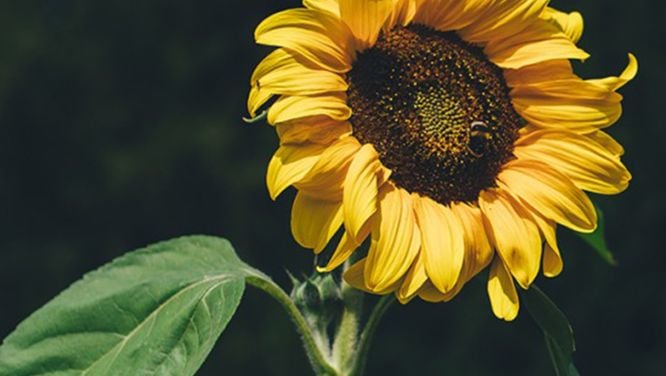 10 Plants And Flowers That Are Super Easy To Start From Seed